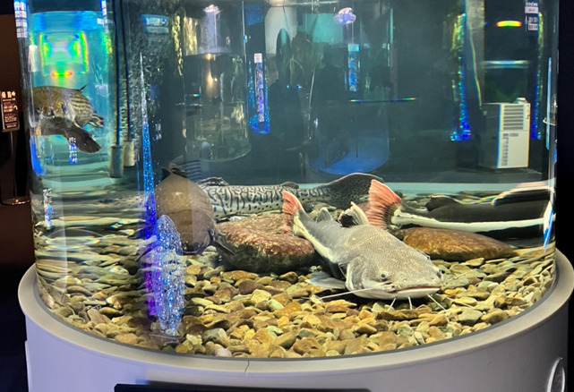 世界の淡水魚ゾーン1