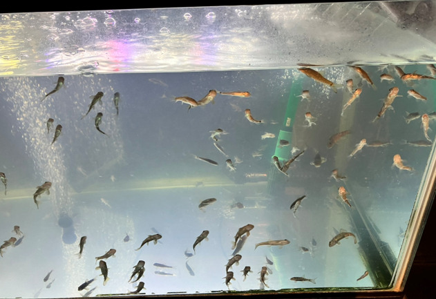 千歳水族館 ドクターフィッシュ