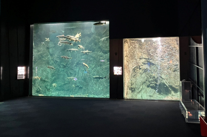 千歳水族館 サーモンゾーンの水槽2つ