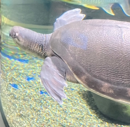 世界の淡水魚ゾーン2