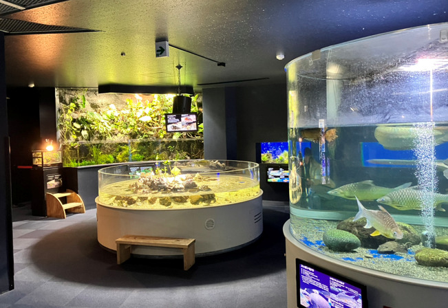 千歳水族館 世界の淡水魚ゾーン