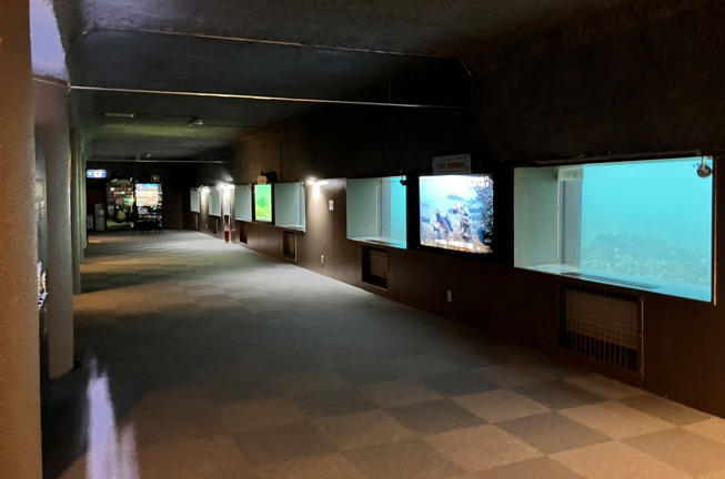 千歳水族館 水中観察ゾーン