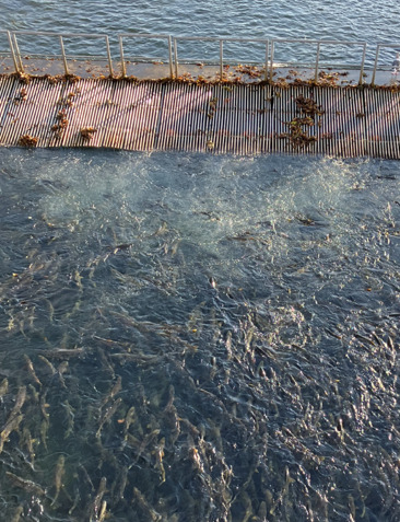 千歳川 鮭の遡上