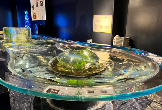 千歳水族館 アクリルプール
