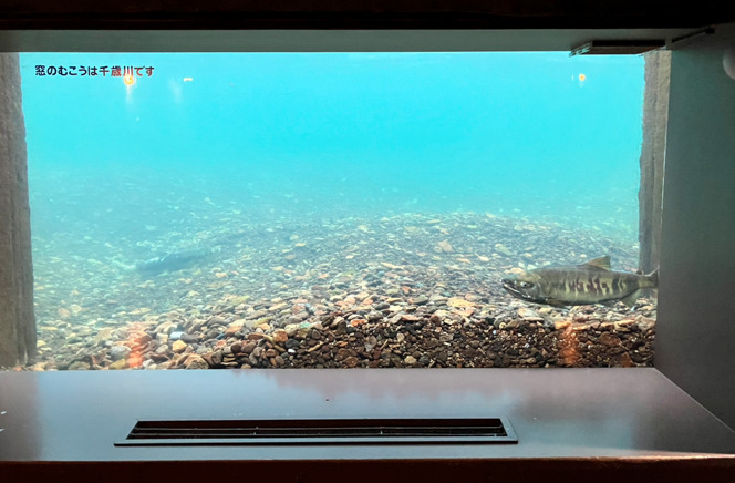 千歳水族館 水中観察ゾーン2