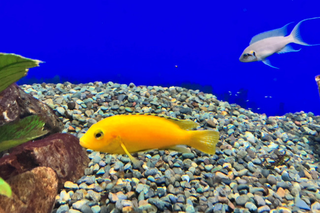 世界の淡水魚ゾーン3