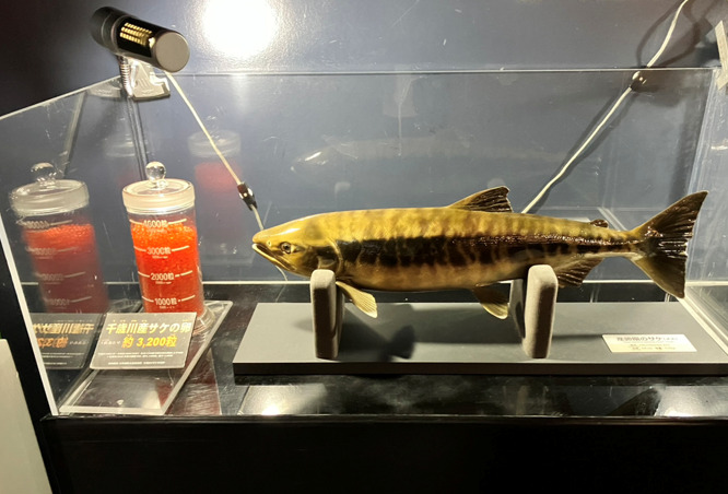 千歳水族館 鮭の模型