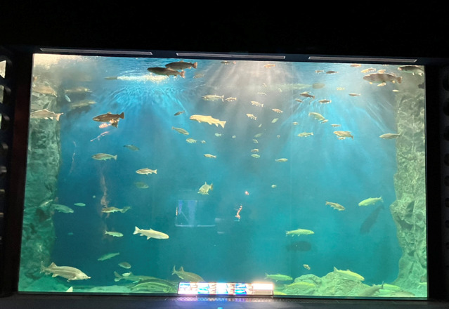 千歳水族館 サーモンゾーンの水槽