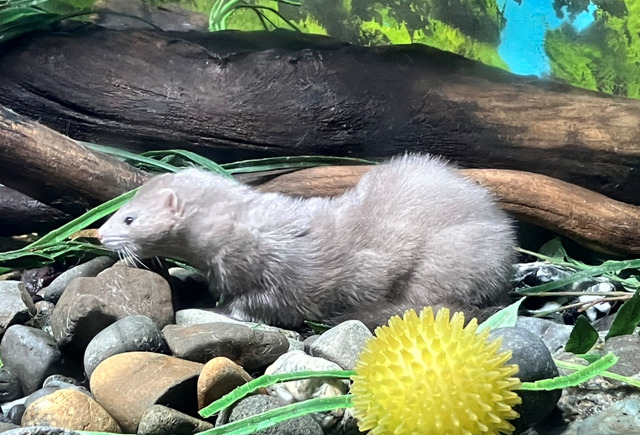 千歳水族館 アメリカミンク
