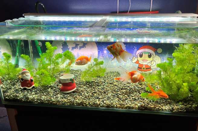 千歳水族館 金魚の水槽