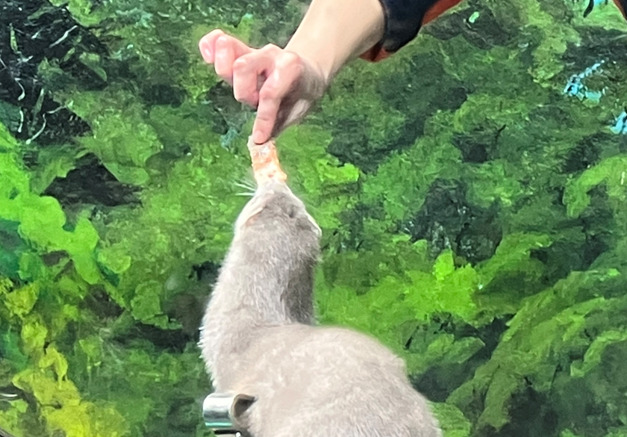 千歳水族館 アメリカミンク 餌タイム